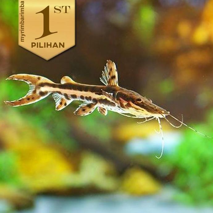 Paket Koloni (isi 10) Tiger Shovelnose Catfish ( TSN ) Ikan Hias Predator Hiasan Aquarium