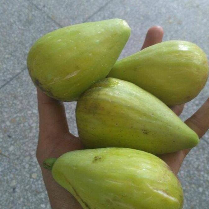 BiBit Buah tin Dalmatie Rusia