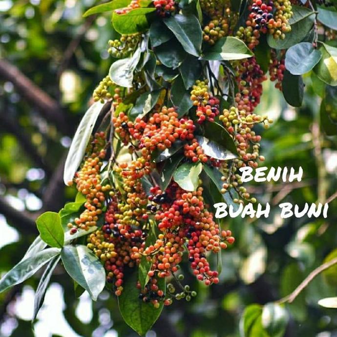 Bibit Buah Buni Bahan untuk rujak siap tanam