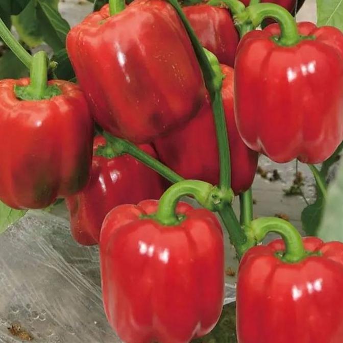 tanaman cabe paprika/bibit tanaman paprika