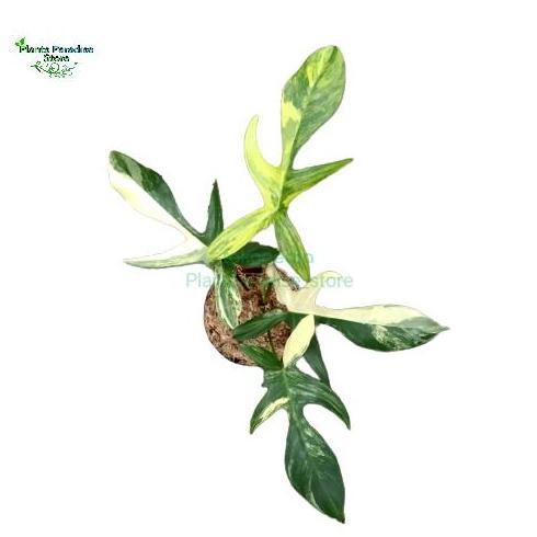 TERBARU - Philodendron Florida beauty variegata - tanaman hias florida beauty