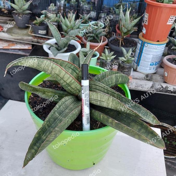 SANSE - SANSEVIERIA SINUS ZIMBABWE 14-12-2021