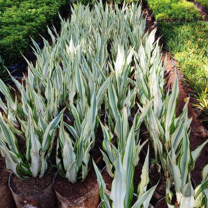 tanaman agave varigata - sansivera agave putih