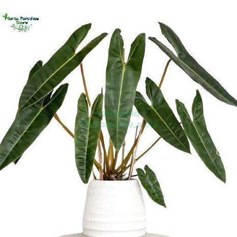 Philodendron Billietiae - tanaman hias philodendron kabel busi - philo kabel busi