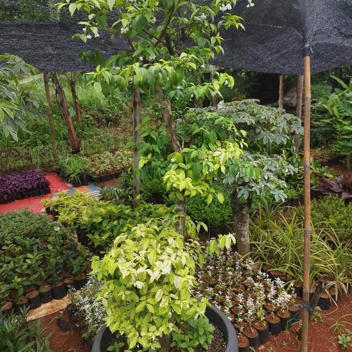 tanaman bonsai anting putri - pohon bonsai anting putri