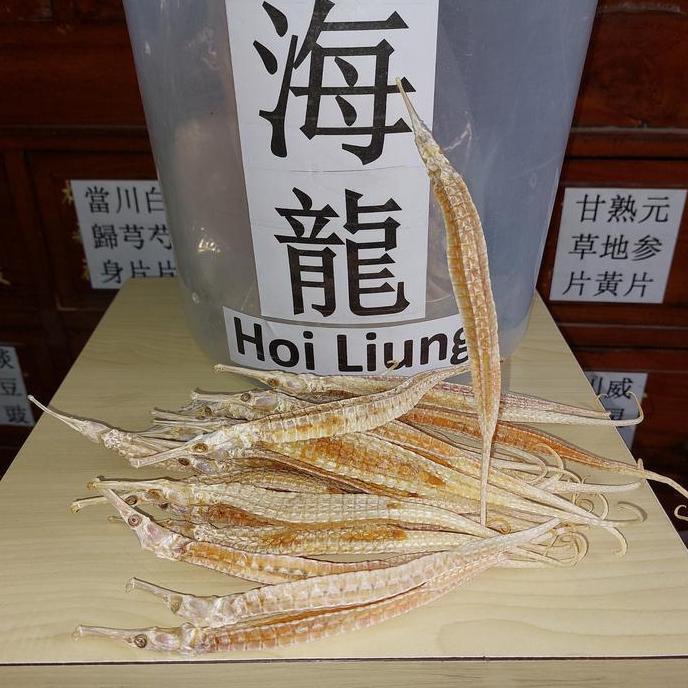 1EKOR HAI LONG NAGA LAUT KERING SYNGNATHUS ACUS