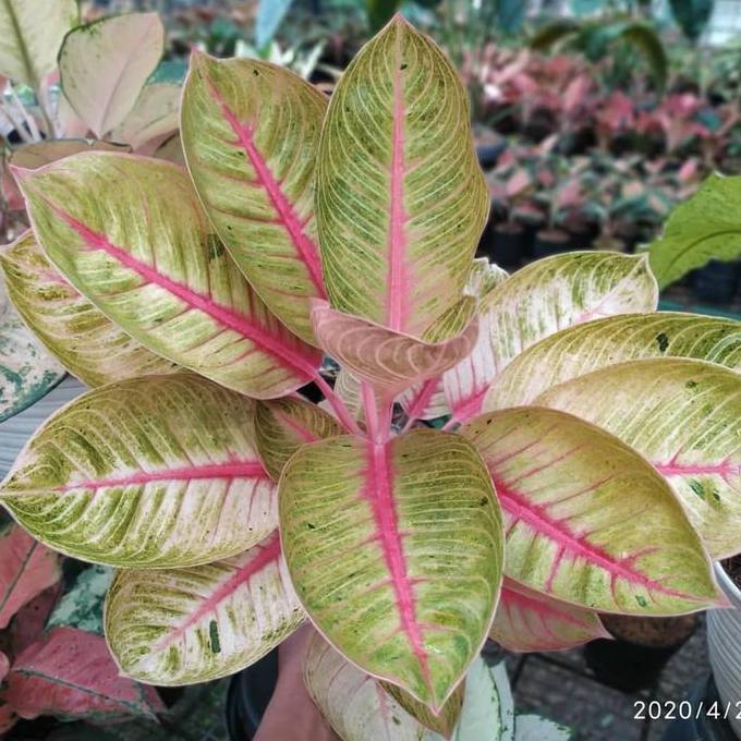 Aglonema Goliath - Aglonema Goliath - Aglonema