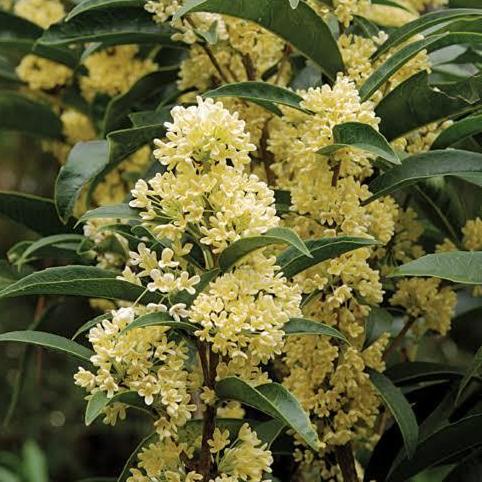 Pirc- Sweet Osmanthus Gui Hua Tanaman Bunga Osmanthus Fragrans Cangkok Aroma Ngi Apel