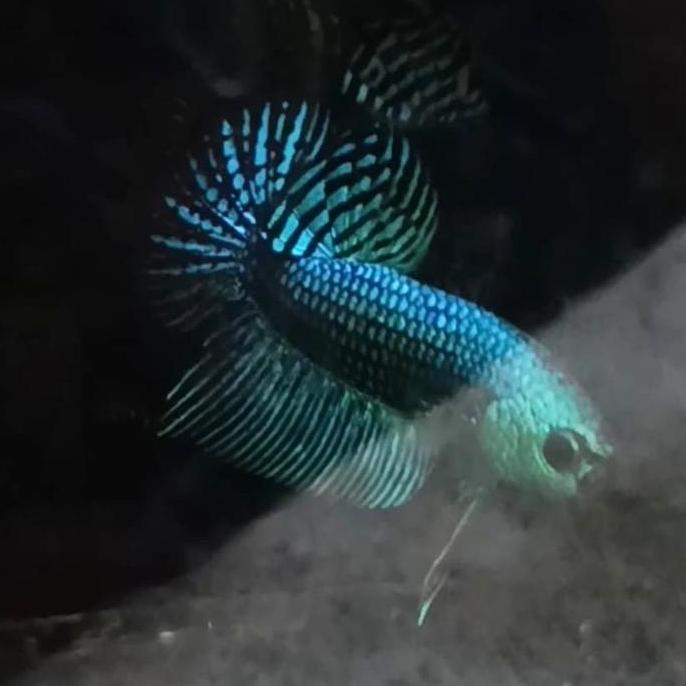 CUPANG ALAM ALIEN THAI