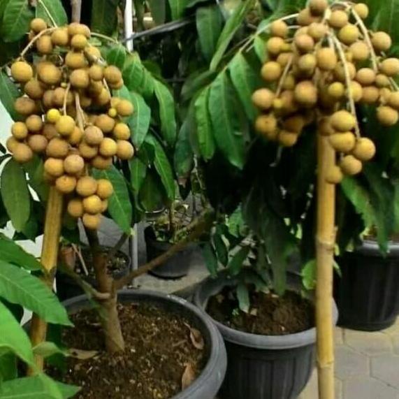 BOSTER KELENGKENG 250 GRAM