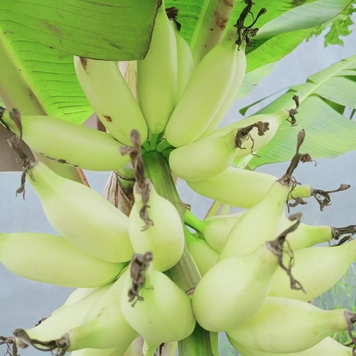 bibit pisang mas gading MMZ