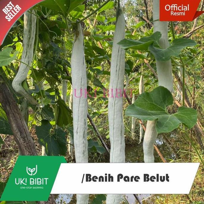 Parque - ( 10 Butir ) Benih Biji Pare Belut | Paria Belut | Pare Ular