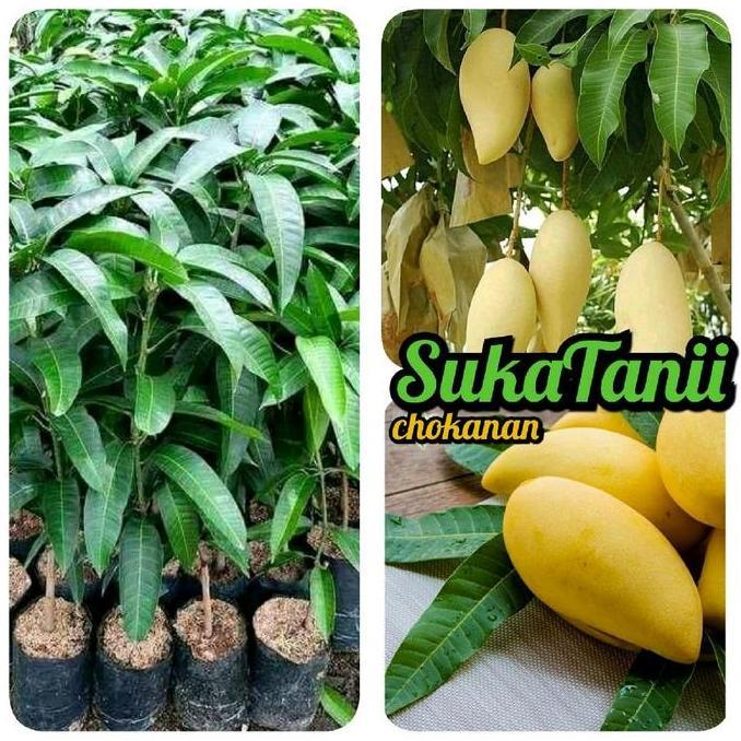 Parque - Bibit Mangga Chokanan Okulasi Bibit Mangga Chokanan Madu