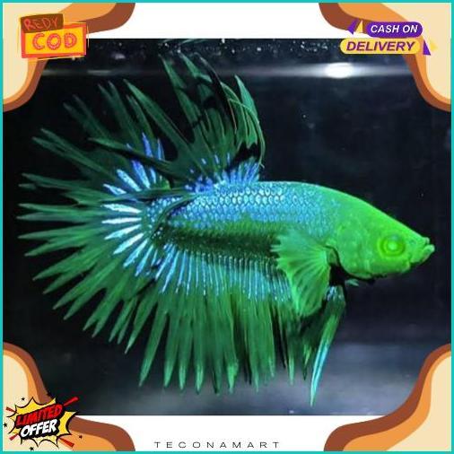High Quality Ct Hulk Crowntail Hulk Sisir Hulk