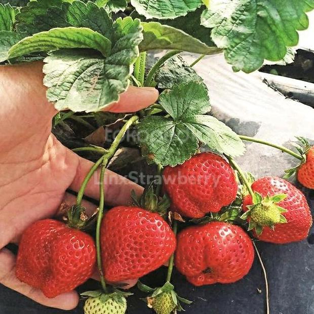 Bibit Tanaman Strawberry Rosalinda ( Original ) TERJAMI