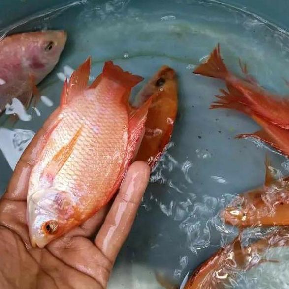 paket 50 ekor bibit ikan nila merah bangkok 3 jari benih super nila kakap
