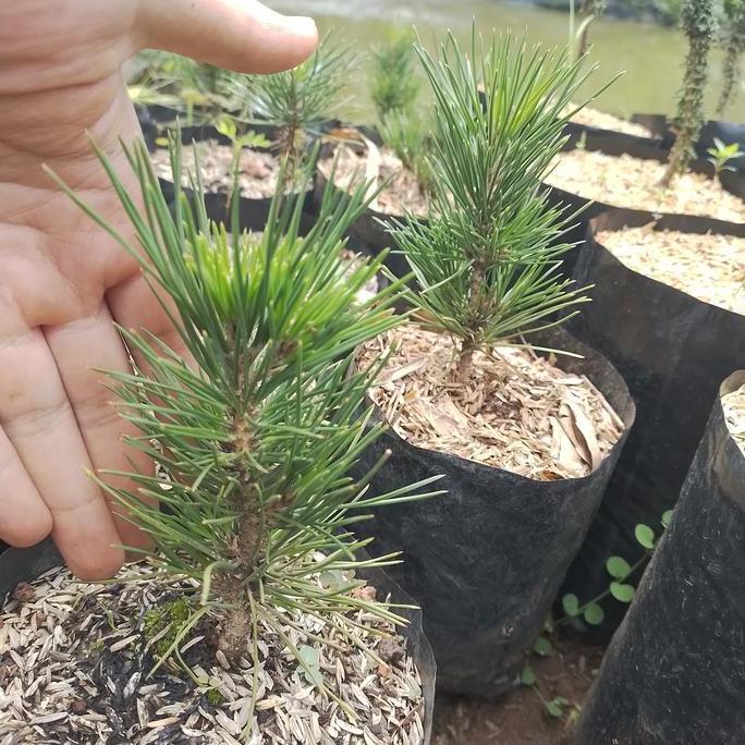 japanese black pine bibit bonsai/pinus hitam jepang