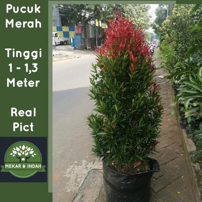 Parque - Tanaman Pucuk Merah Besar Sudah Rimbun Banget, Pucuk Merah