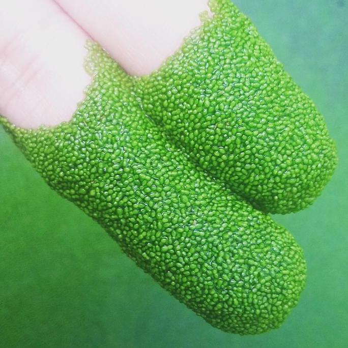 Promo Wolffia Arihza 200 Gram - Pakan Alternatif Alami Cod