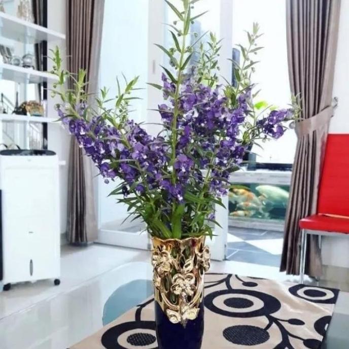 Promo Bibit Tanaman Lavender Bunga Hias Lavender Asli Pengusir Nyamuk Tanaman Hias Bunga Lavender Pa