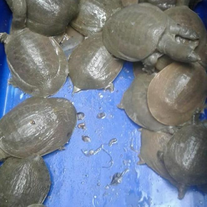 Baby Labi Labi Bulus Kura Kura sawah bulus sawah labi labi mungil lucu hiasan dekorasi aquarium terr