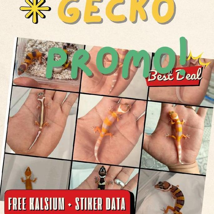 Baby Leopard Gecko PROMO, Limited Stock