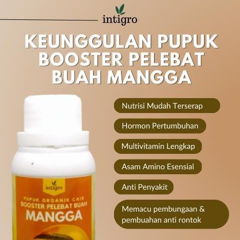 Pupuk Booster Mangga Pelebat Buah / Pupuk Mangga Cepat Berbuah Lebat