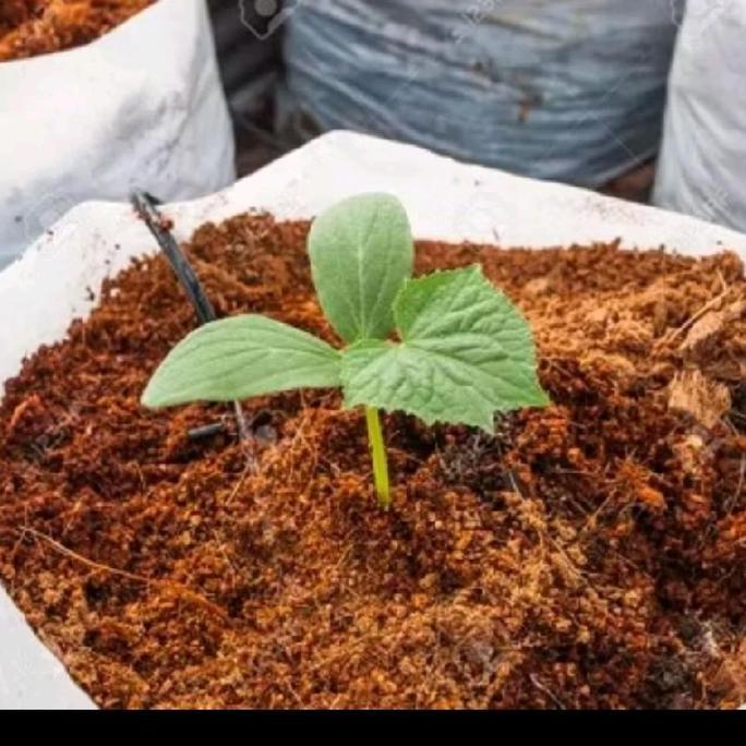 cocopid cocopet media tanam yang penuh nutrisi agar cepat berbuah GEMBUR SUBUR BAGUS UNTUK TANAMAN