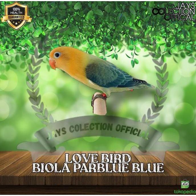 BURUNG LOVEBIRD BIOLA PARBLUE BLUE murah