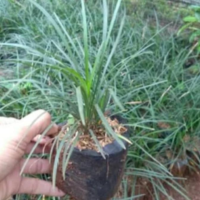 kucai gondrong/kucai tinggi