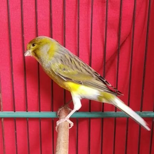 Burung Kenari Af Bon Ijo Gacor Big New Stok
