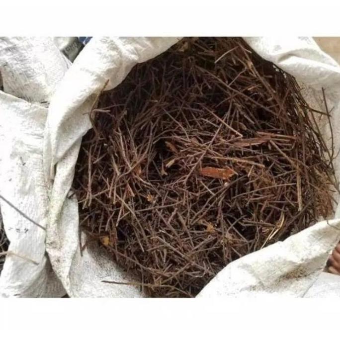 akar pakis cacah karungan