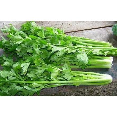 isi 50 biji benih bibit Seledri Super Import Asia