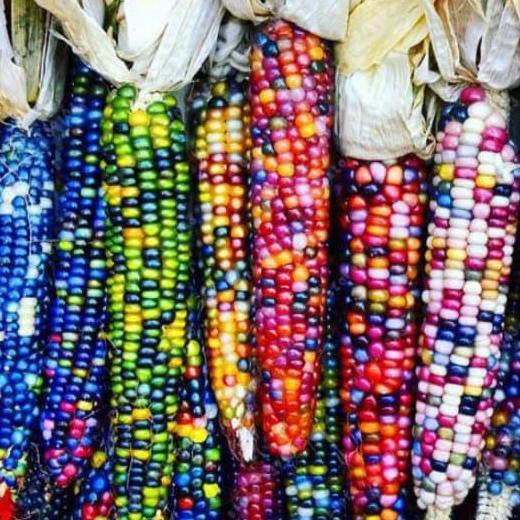 Bibit Benih Biji Jagung Pelangi - Rainbow Corn Warna Warni Isi 10 Biji