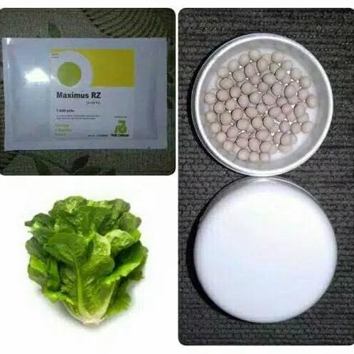 benih bibit selada romain maximus rz 100 pills