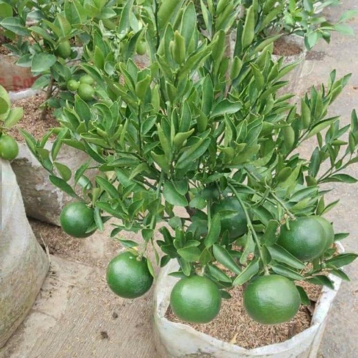 pohon jeruk medan berbuah
