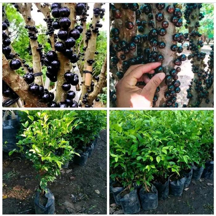 Bibit Anggur Pohon Siyap Berbuah Bisa DiTabulampot