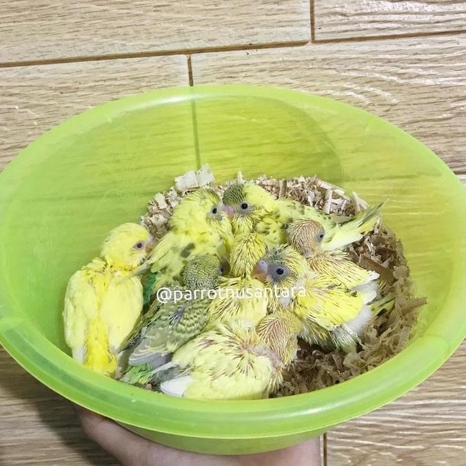 Fugl- Anakan Lolohan Burung Parkit Warna