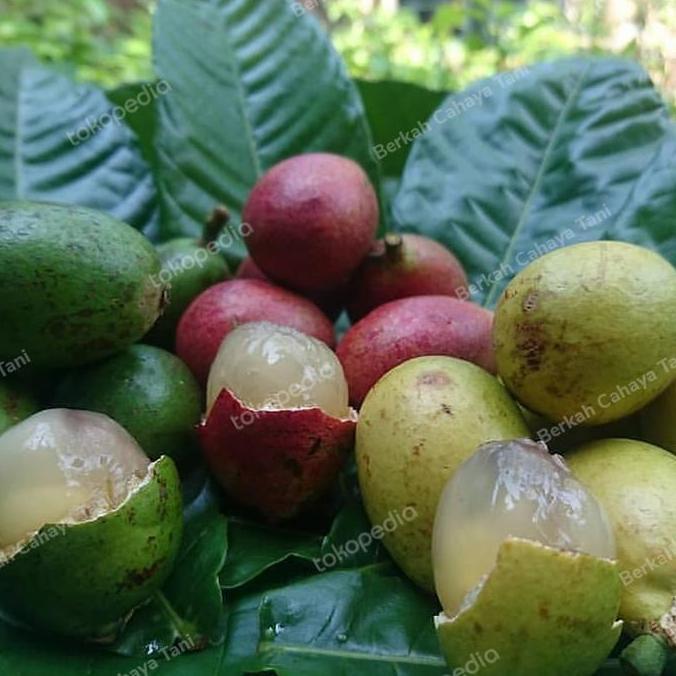 Bibit Tanaman Buah Matoa Merah Cangkok-Pohon Matoa Merah Hasil Cangkok produk laris