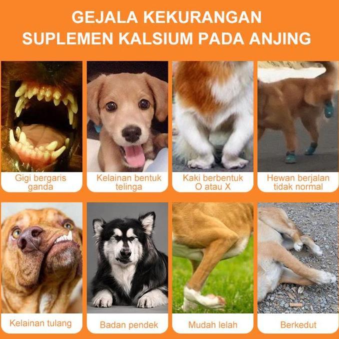 puainta kalsium susu  anjing dan kucing tinggi kalsium anjing & kucing untuk pertumbuhan tulang & pe