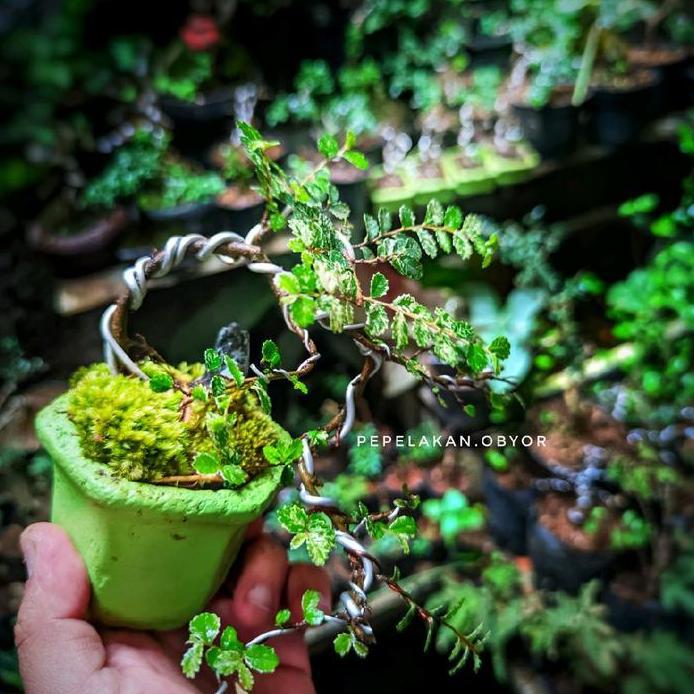Bonsai Shito Ulmus Variegata Micro || PICT KARAKTER 001