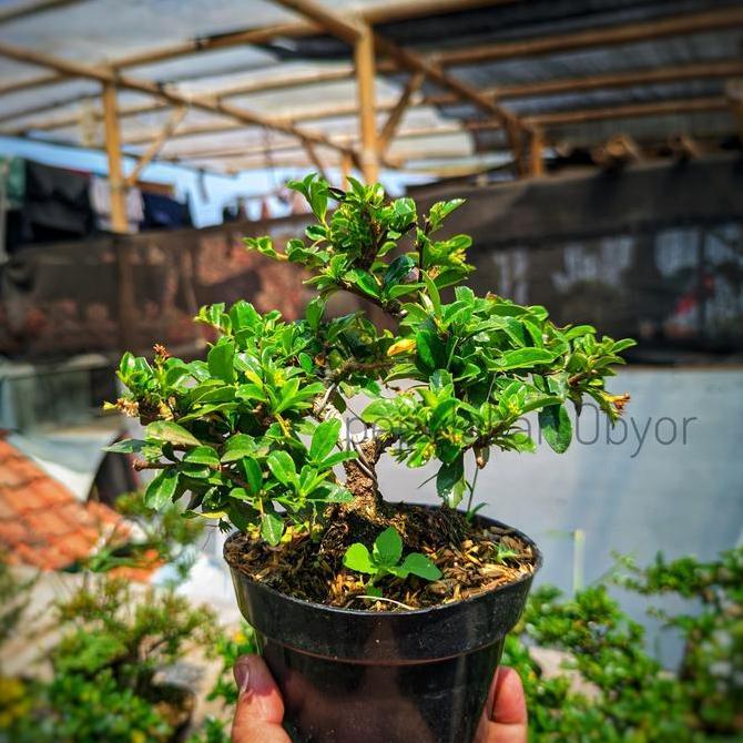 Bonsai Hokiantea Bonsai Mame Hokianti Siap Pajang Sudah berbunga Bonsai Koleksi Terbaik