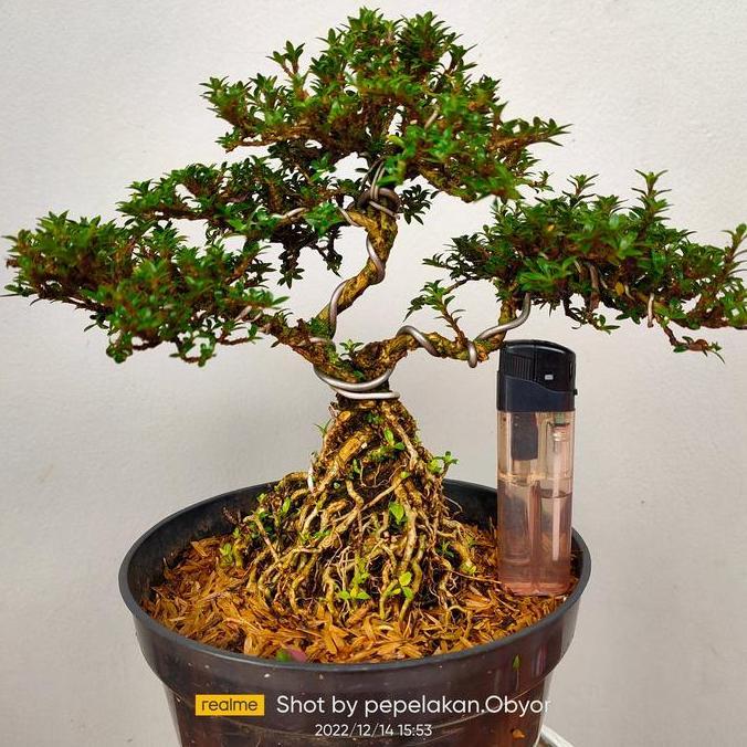 bonsai seribu bintang micro akar ekspose besar