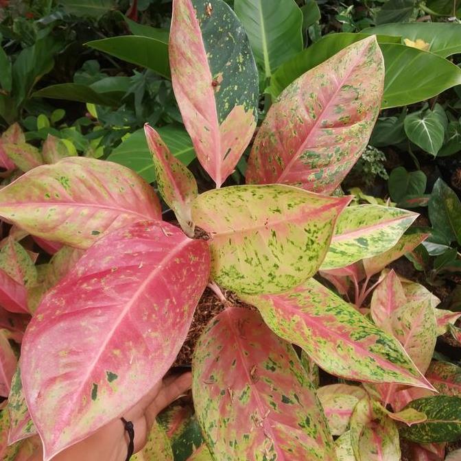 TANAMAN HIAS AGLONEMA BIGROY - AGLONEMA BIGROY
