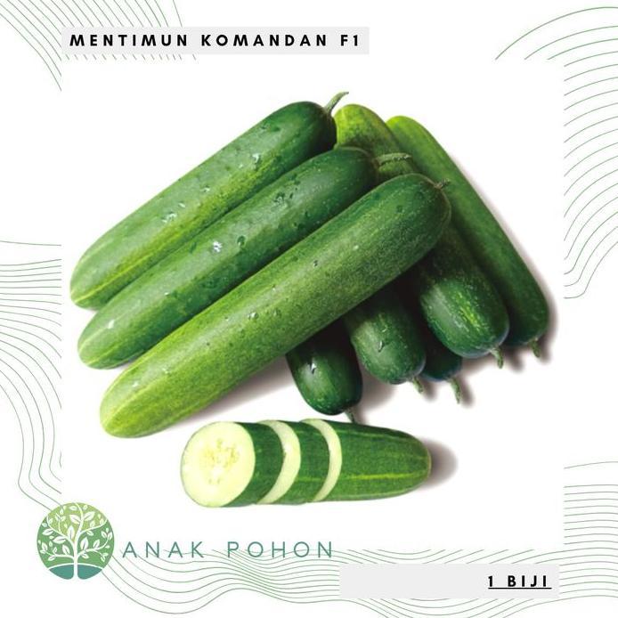 Ready Benih Bibit Biji - Mentimun Rujak KOMANDAN F1 Hibrida Seeds - Panen Dalam 32 Hari - Sangat Leb