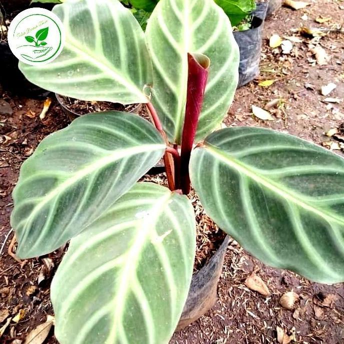 Tanaman Hias Calathea Zebrina - Calathea Zebrina