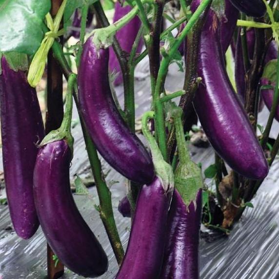 Benih-Bibit Terong Ungu Yuvita F1 (Cap Panah Merah)