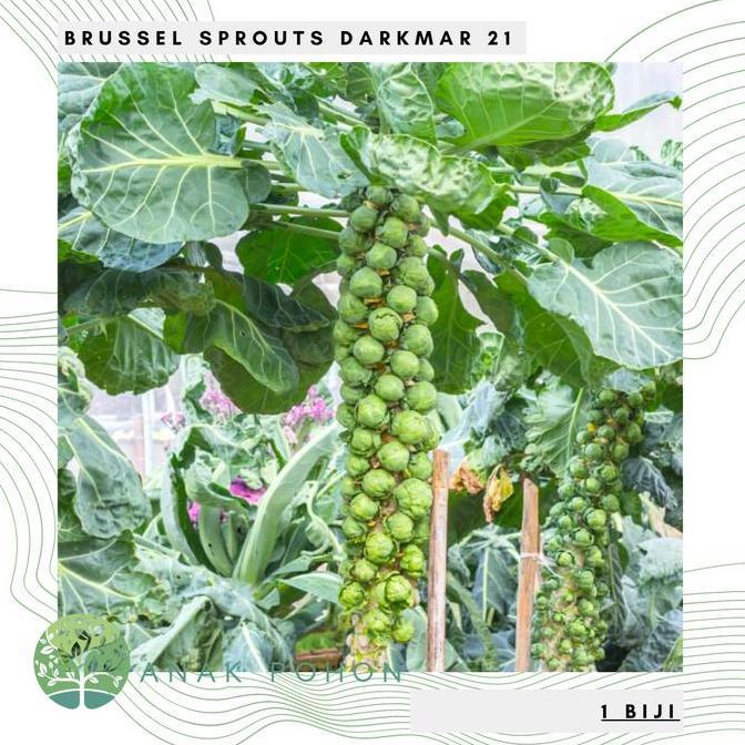 Ready Benih Bibit Biji - Brussel Sprouts Darkmar 21 Kubis Mini Seeds