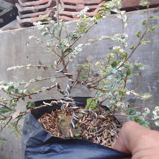 bonsai ulmus mikro mame sudah roses batang.