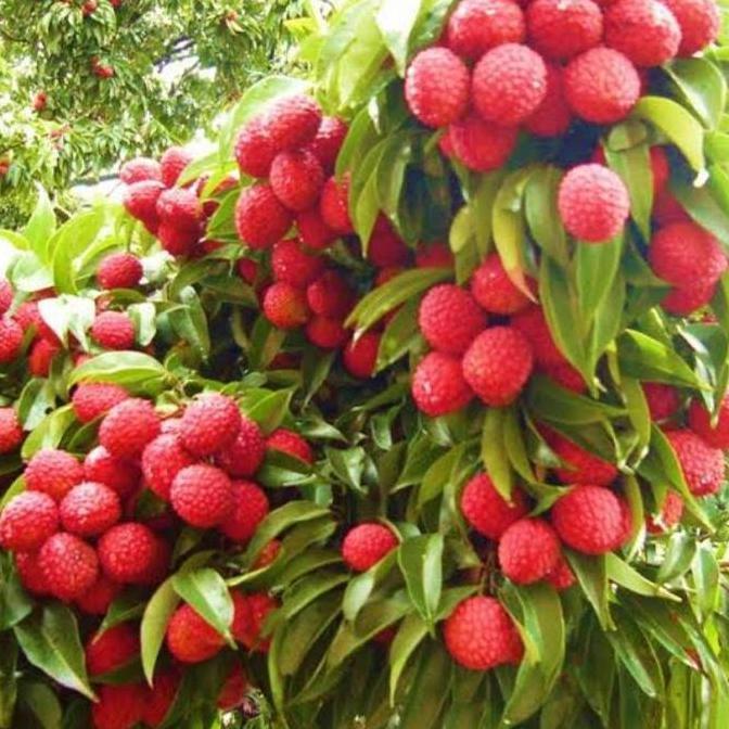 bibit buah leci pohon leci tanaman leci merah BISA BERBUAH DI POT